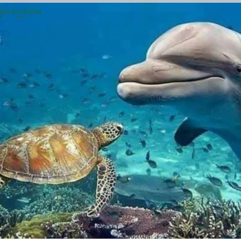 Dolphin House Snorkeling Trip from Hurghada