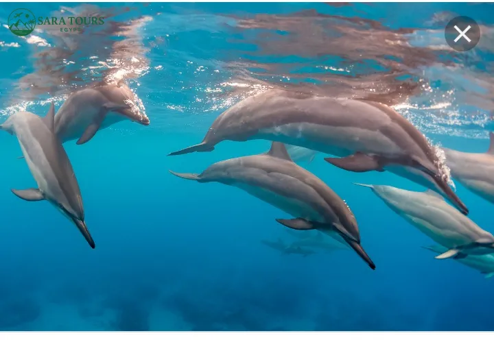 Dolphin House Snorkeling Trip from Hurghada