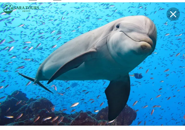 Dolphin House Snorkeling Trip from Hurghada
