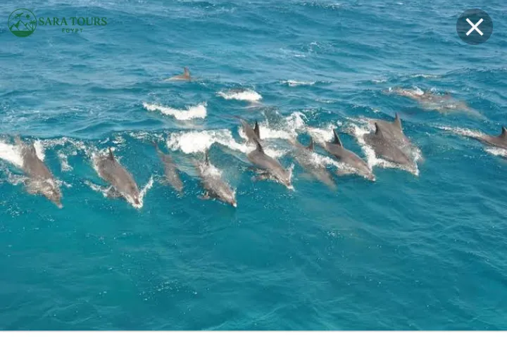 Dolphin House Snorkeling Trip from Hurghada