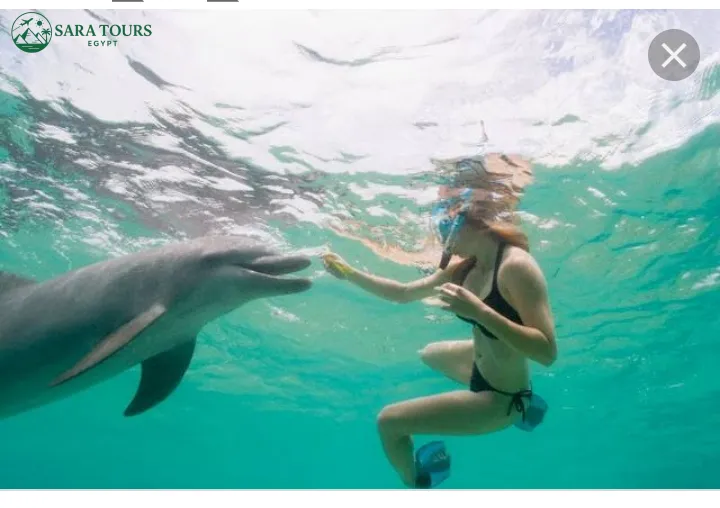 Dolphin House Snorkeling Trip from Hurghada