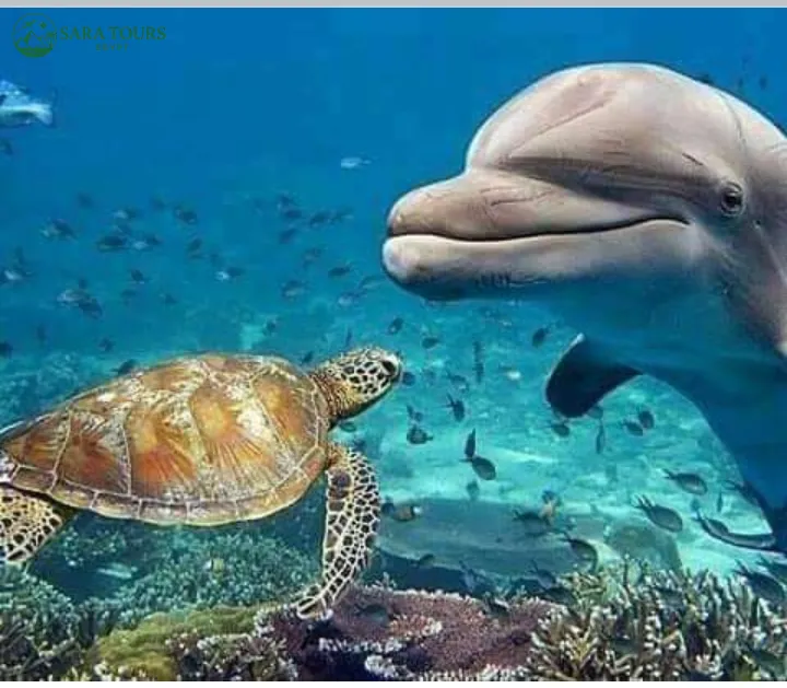 Excursión de Snorkeling Dolphin House desde Hurghada